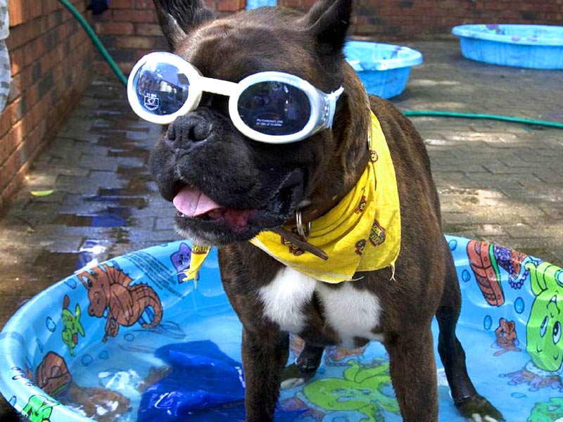 Zomertips voor uw huisdier met deze hitte!